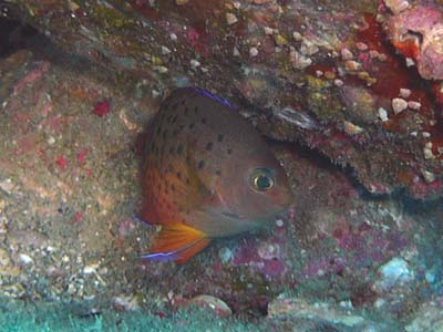 スズキ目 キンチャクダイ科 08 7 室戸 南ちゃんポイント アカハラヤッコ 臆病らしくすぐに岩陰に隠れた この辺りではあまり見られない種である 08 7 室戸 南ちゃんポイント アカハラヤッコ